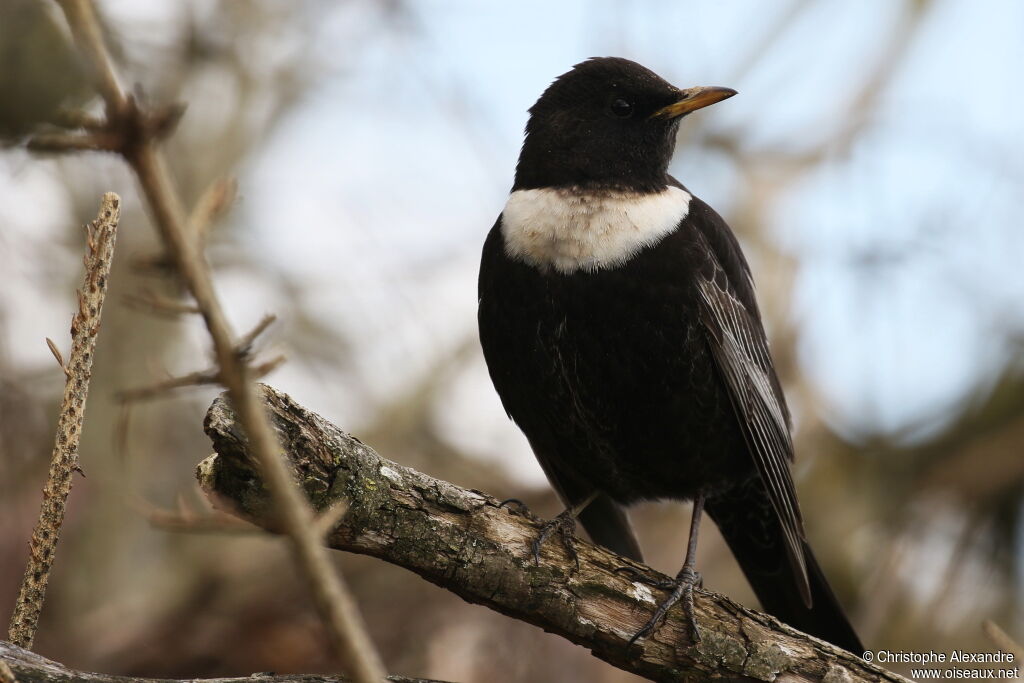 Ring Ouzel male adult