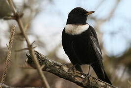 Ring Ouzel