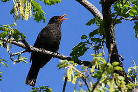 Common Blackbird
