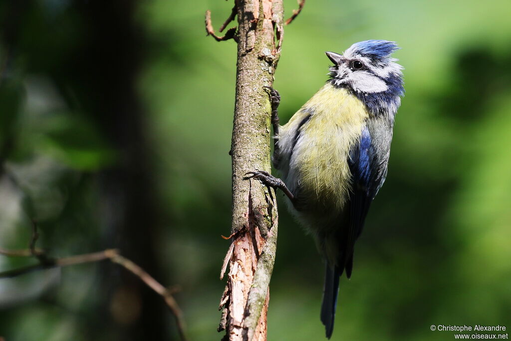 Mésange bleue