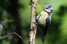 Mésange bleue