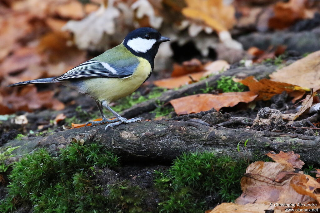 Mésange charbonnière