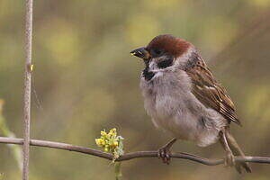 Moineau friquet