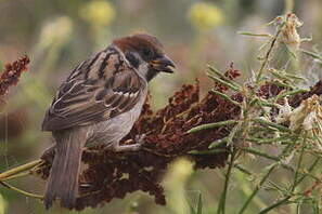 Moineau friquet
