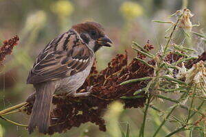 Moineau friquet
