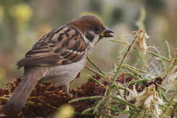 Moineau friquet
