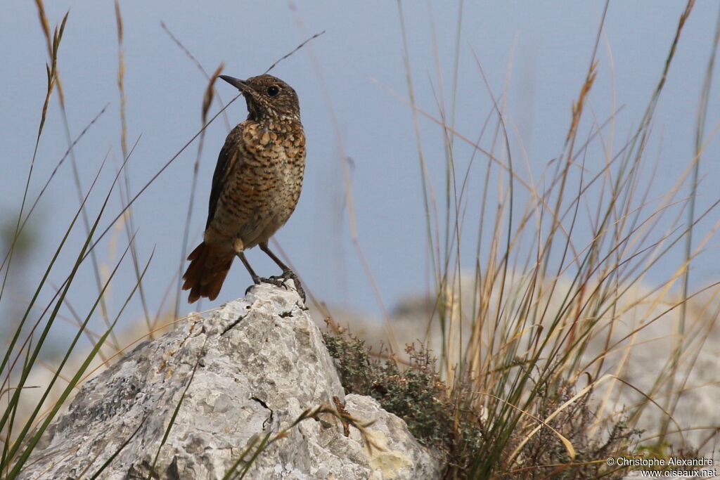 Common Rock ThrushFirst year