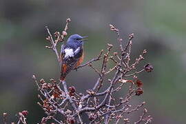 Common Rock Thrush
