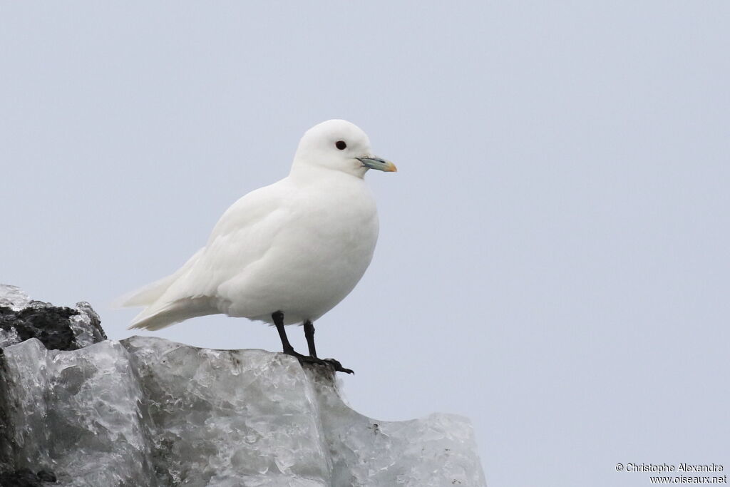 Mouette blancheadulte