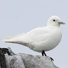 Mouette blanche