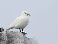 Mouette blanche