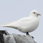 Mouette blanche