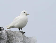 Ivory Gull