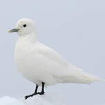 Mouette blanche