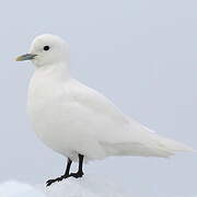 Mouette blanche