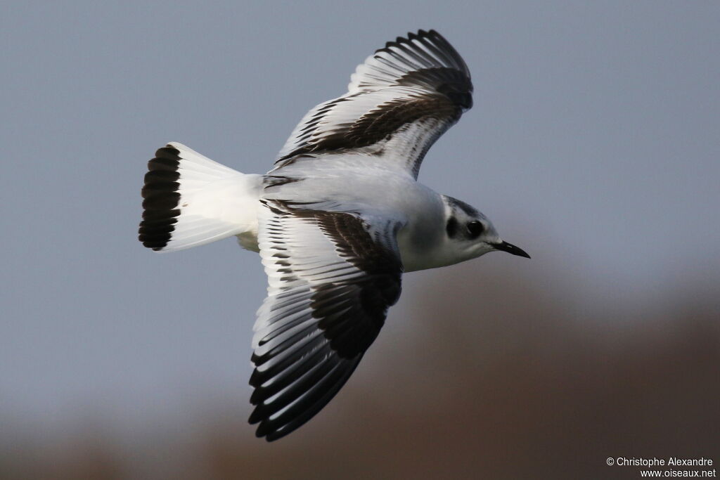 Mouette pygmée1ère année