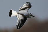 Mouette pygmée