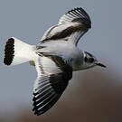 Mouette pygmée
