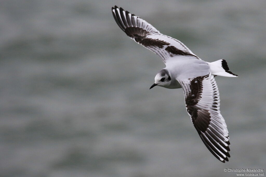 Mouette pygmée1ère année