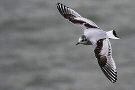 Little Gull