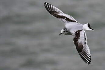 Mouette pygmée