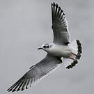 Mouette pygmée