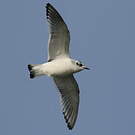 Mouette pygmée