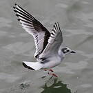 Mouette pygmée