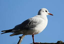 Mouette rieuse