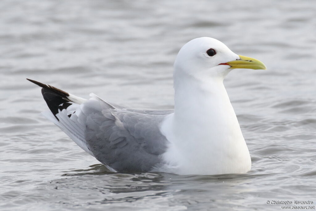 Mouette tridactyleadulte