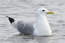 Mouette tridactyle