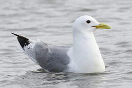 Black-legged Kittiwake