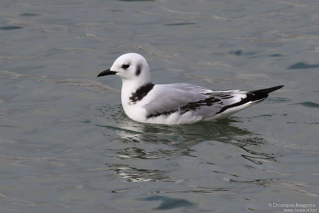 Black-legged KittiwakeFirst year