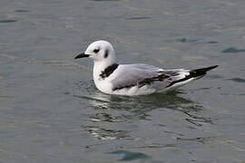 Black-legged Kittiwake