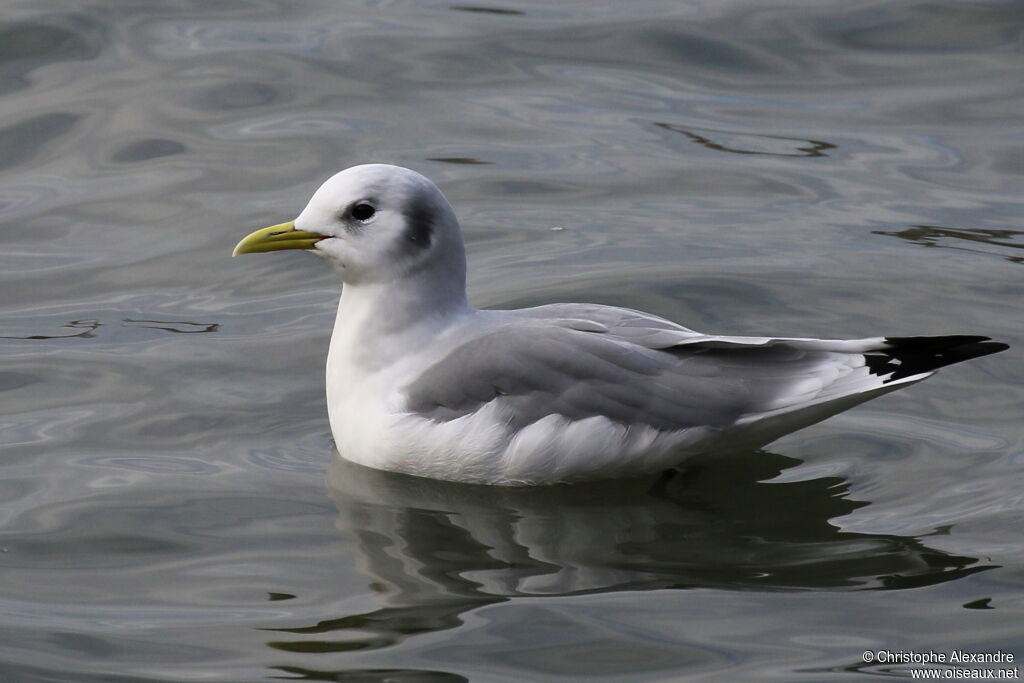 Mouette tridactyleadulte internuptial