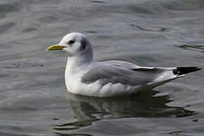 Mouette tridactyle