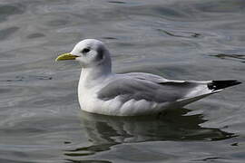 Black-legged Kittiwake