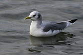 Mouette tridactyle