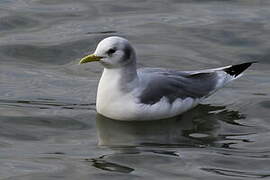 Black-legged Kittiwake