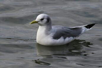 Mouette tridactyle