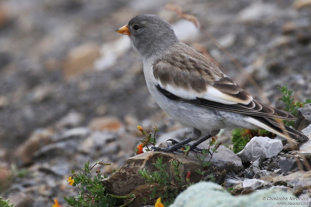 White-winged SnowfinchFirst year