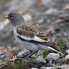 Niverolle alpine