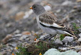 White-winged Snowfinch