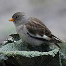 Niverolle alpine