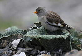 White-winged Snowfinch