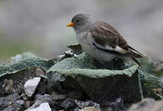 Niverolle alpine