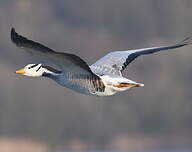 Oie à tête barrée