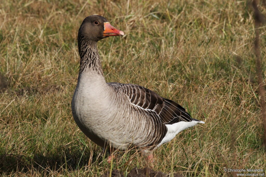 Greylag Gooseadult