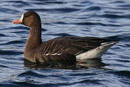 Greater White-fronted Goose