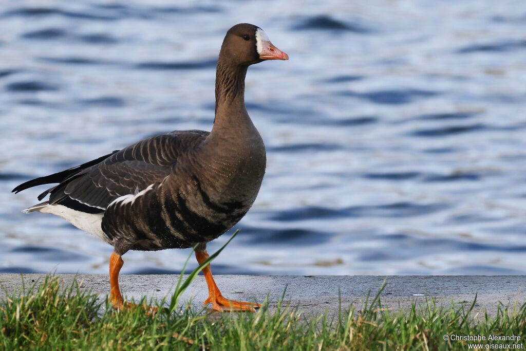 Greater White-fronted Gooseadult